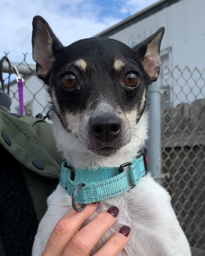 Don't Worry, Be Daphne!