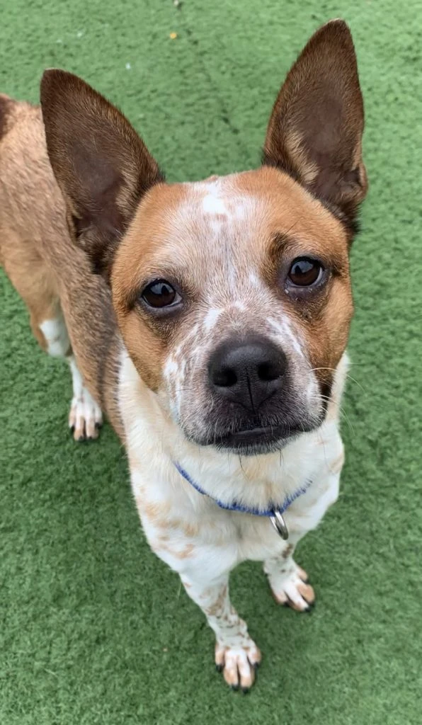 Give Olive All Of Your Love!