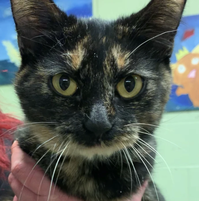 Amazing Affectionate Astra!