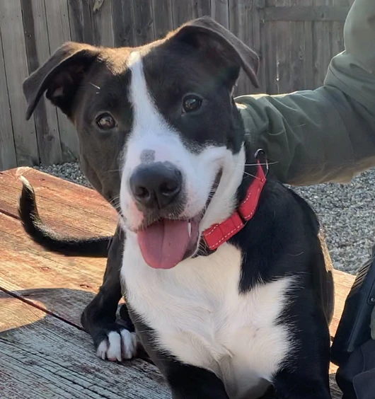 Have A Tail Wagging Good Time With Taylan!