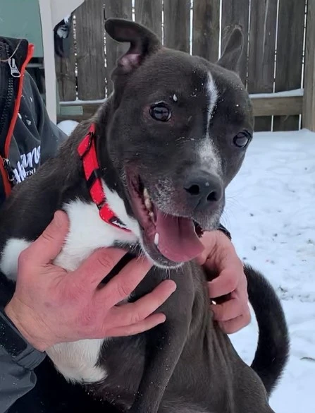 Adopt Your Very Own Sour Patch Kid!