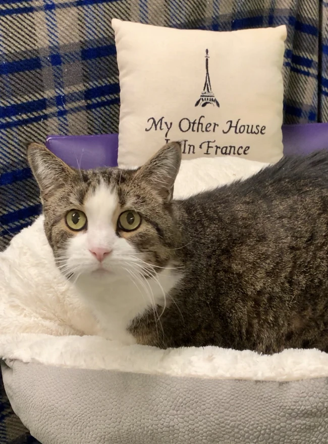 Sami, The Sweetest Senior!