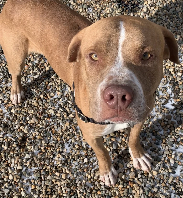 Nothing Is Im-pasta-ble with Meatball!