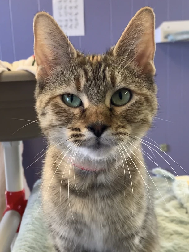 It Has To Be Ming Ming!