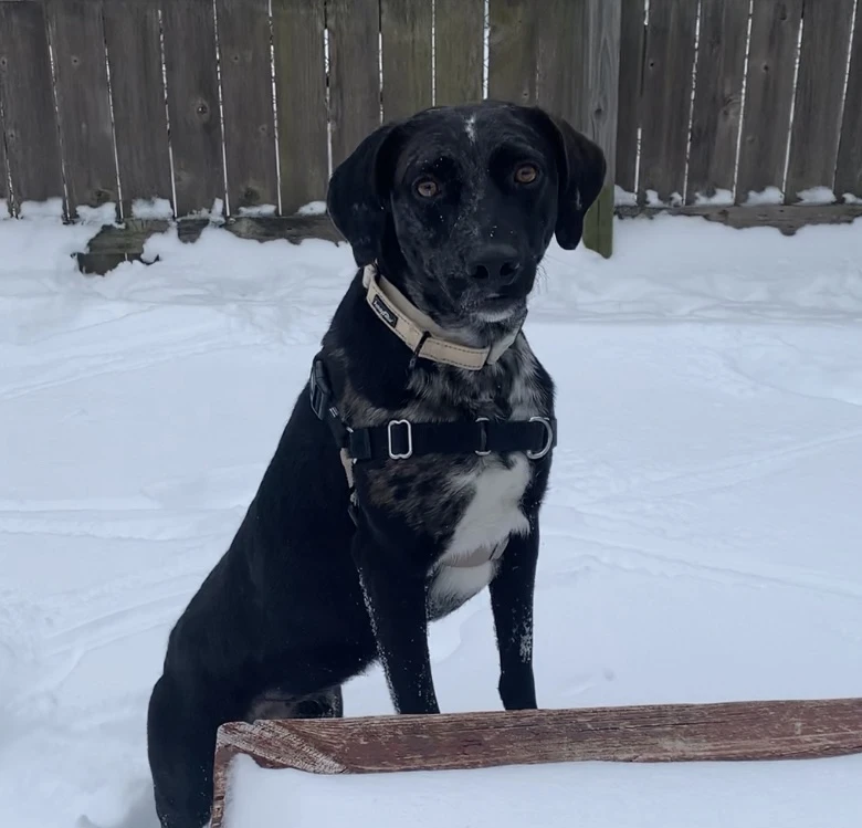 Eddie, Set, Go Adopt!