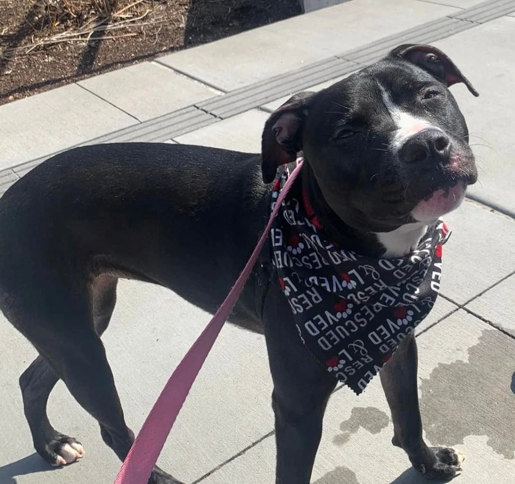 Greetings From Greedo!