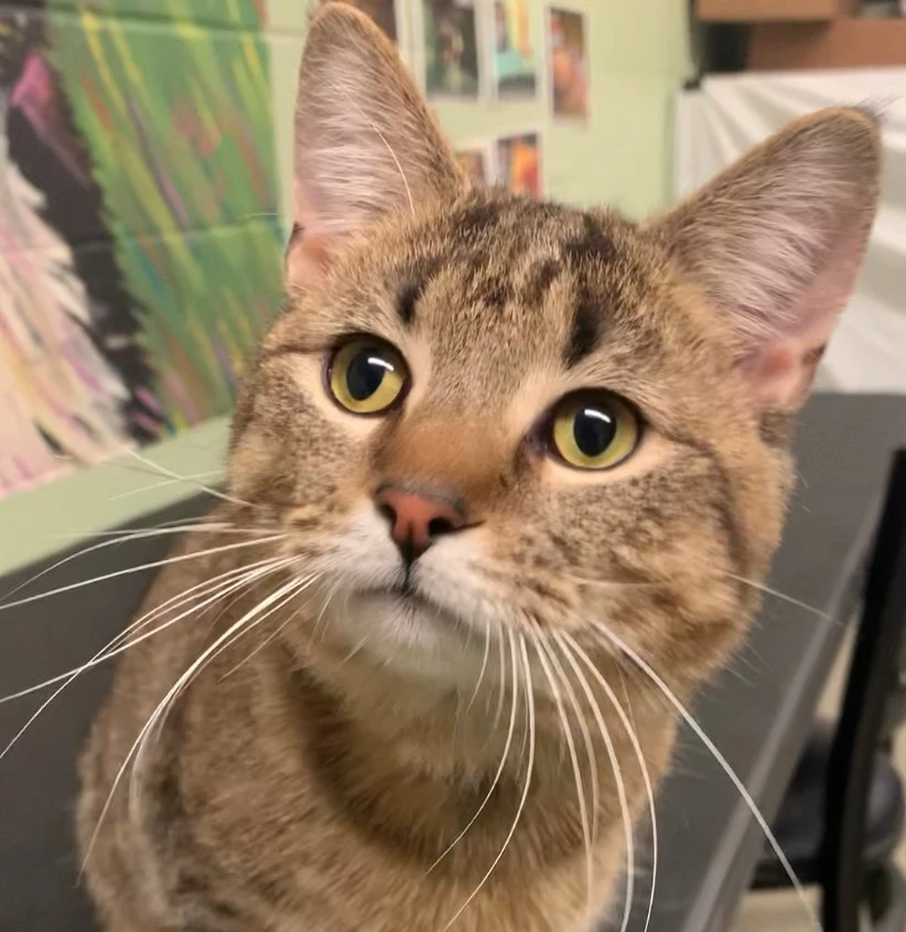 Add Atz Lee To The Family!