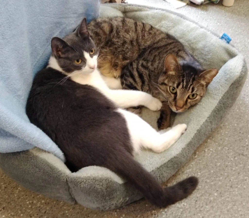 Rescue These Roommates!