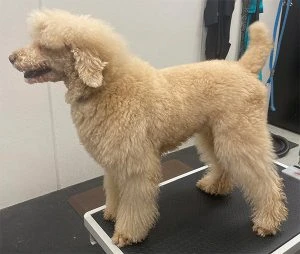 Pongo-MichelleBlackburn