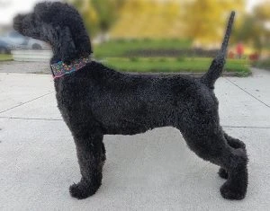 Jimothy-Tiandra Miller