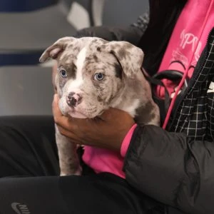 clinic photos-2 Merle bulldog puppy on a man's lap