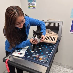 clinic photos Veterinarian examining a white and black cat