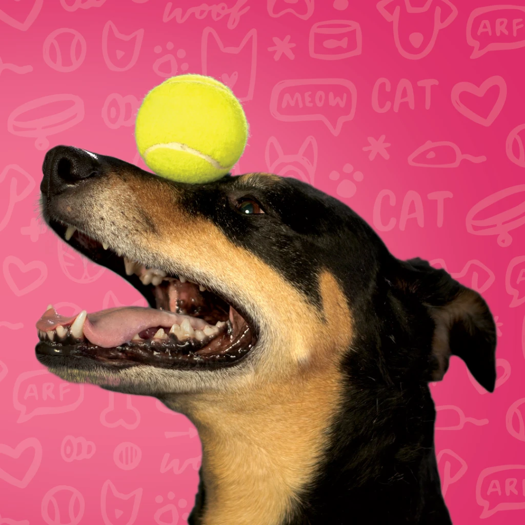 dog balancing ball on nose