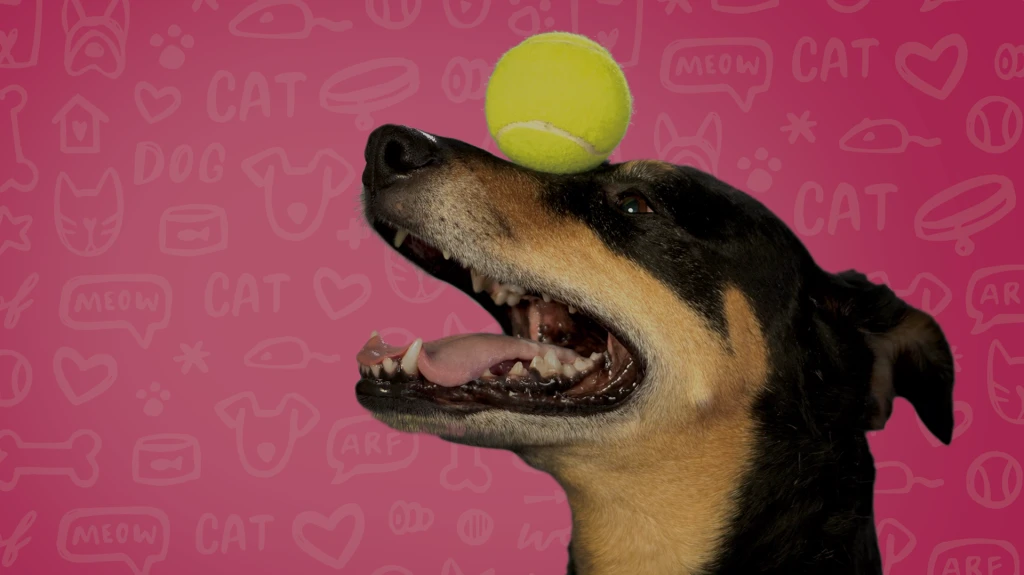 Dog balancing ball on nose. Humane Fort Wayne