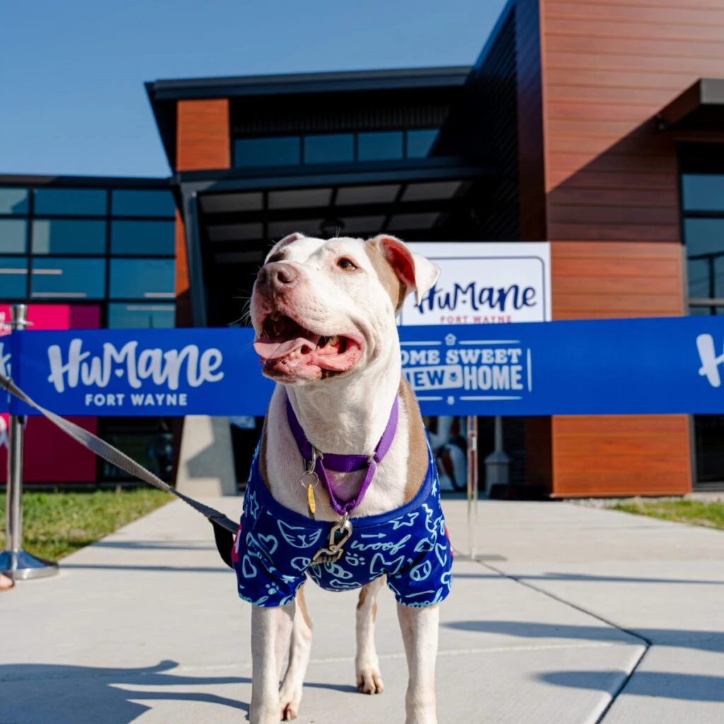 dog at Humane Fort Wayne ribbon cutting ceremony