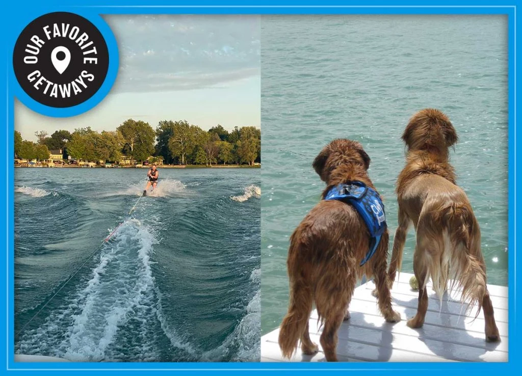 Photo collage of a man skiing on the lake and two wet dogs standing on the pier